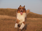 running Australian Shepherd