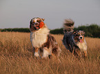 playing Australian Shepherds