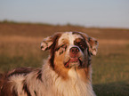 Australian Shepherd Portrait