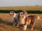 Australian Shepherds