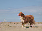 Australian Shepherd