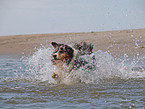 running Australian Shepherd