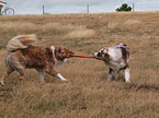 playing Australian Shepherds