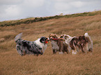 playing Australian Shepherds