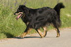 trotting Australian Shepherd