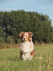 sitting Australian Shepherd