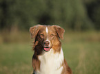 Australian Shepherd Portrait