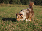 walking Australian Shepherd