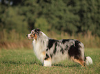 standing Australian Shepherd