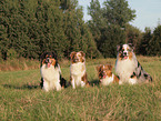 Australian Shepherds