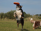 playing Australian Shepherd