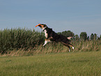 playing Australian Shepherd