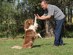 Australian Shepherd at Dog Dancing