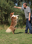 Australian Shepherd at Dog Dancing