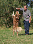 Australian Shepherd at Dog Dancing