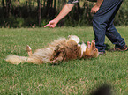 Australian Shepherd at Dog Dancing