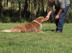 Australian Shepherd at Dog Dancing