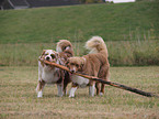 playing Australian Shepherds