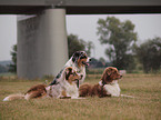 Australian Shepherds