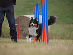 Australian Shepherd at agility