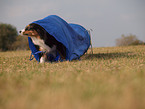 Australian Shepherd at agility