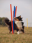 Australian Shepherd at agility