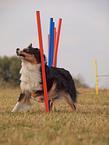 Australian Shepherd at agility