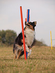 Australian Shepherd at agility