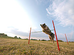 Australian Shepherd at agility