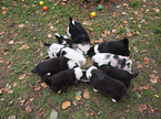 Australian Shepherd Puppies