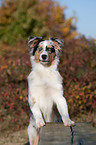 young Australian Shepherd