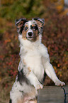 young Australian Shepherd