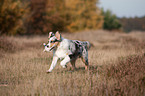 running young Australian Shepherd