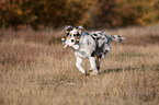 running young Australian Shepherd