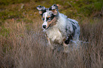 running young Australian Shepherd