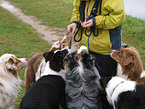 Australian Shepherds