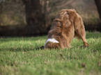 Australian Shepherd