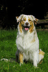 Australian Shepherd