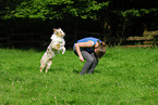 australian shepherd shows Trick