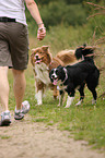 Australian Shepherd and Border Collie