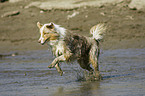 running Australian Shepherd