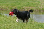 playing Australian Shepherd