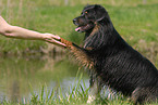 Australian Shepherd gives paw