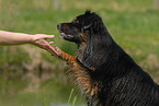 Australian Shepherd gives paw