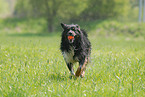 playing Australian Shepherd