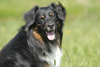 Australian Shepherd Portrait