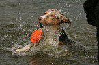 playing Australian Shepherd