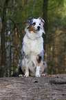 Australian Shepherd