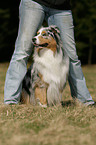 dogdance with Australian Shepherd