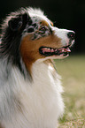 Australian Shepherd Portrait